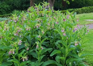 Beinwell, Futter-Beinwell, Beinwurz, Wallwurz, Symphytum, Symphytum x uplandicum