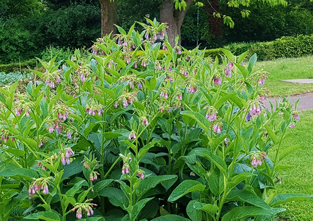 Beinwell, Futter-Beinwell, Symphytum, Symphytum x uplandicum, Botanischer Garten Glasgow, Botanic Garden Glasgow