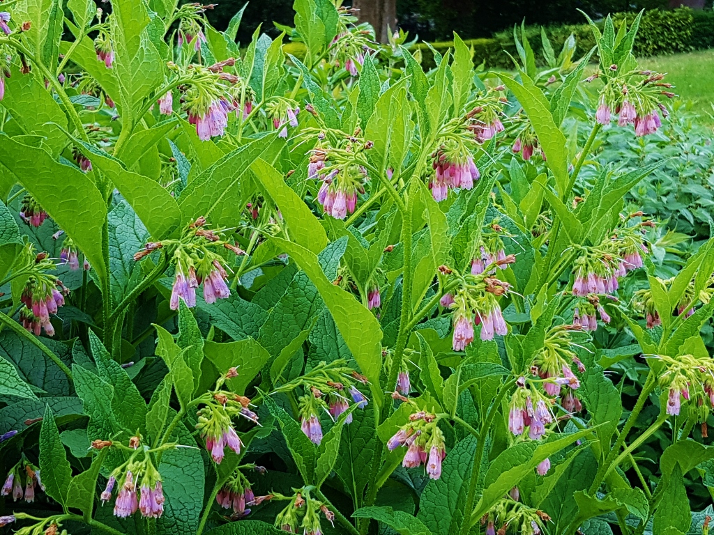 Beinwell, Futter-Beinwell, Symphytum, Symphytum x uplandicum