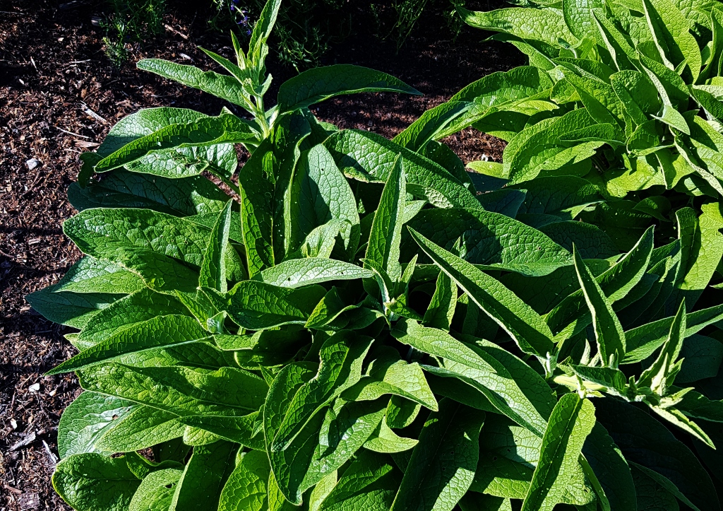 Beinwell, Beinwurz, Wallwurz, Echter Beinwell, Symphytum, Symphytum officinale