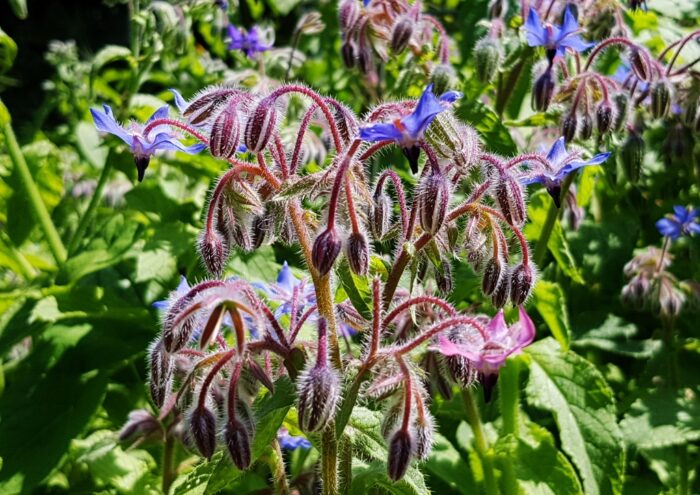 Borretsch, Echter Borretsch, Borago, Borago officinalis, Gurkenkraut