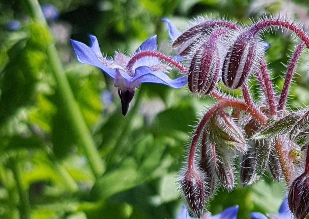 Borretschblüte, Borretsch, Echter Borretsch, Borago, Borago officinalis, Gurkenkraut