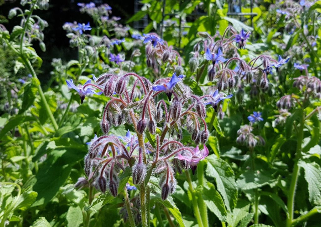 Borretsch, Echter Borretsch, Borago, Borago officinalis, Gurkenkraut