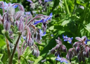 Borretsch, Echter Borretsch, Borago, Borago officinalis, Gurkenkraut