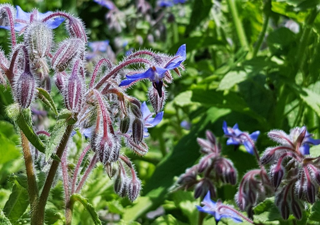 Borretsch, Echter Borretsch, Borago, Borago officinalis, Gurkenkraut