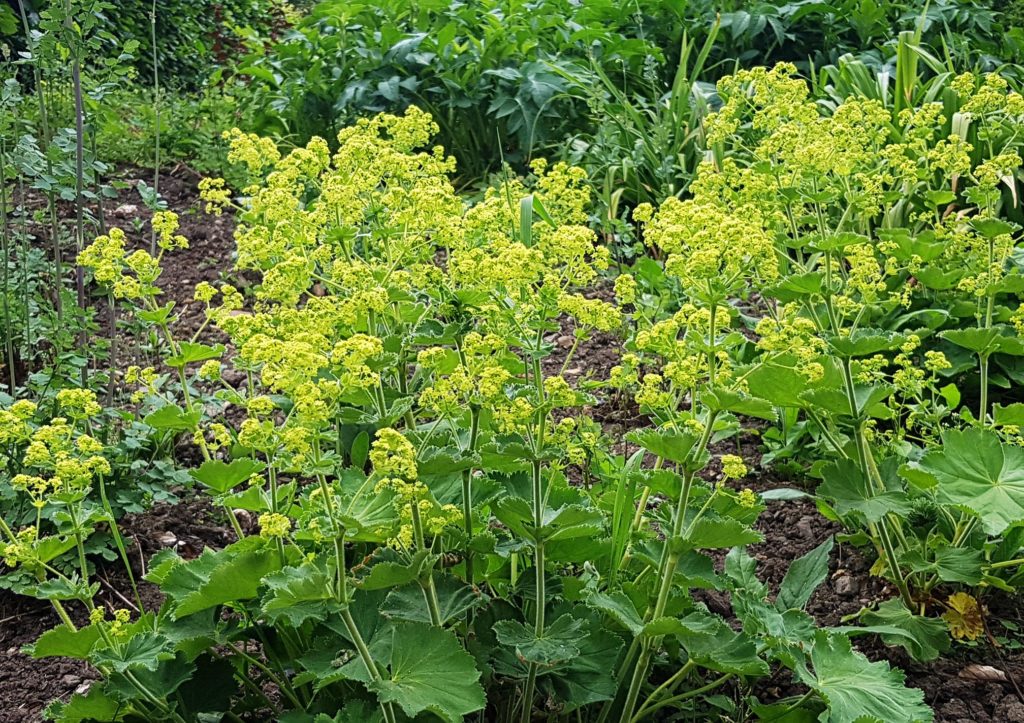 Frauenmantel, Alchemilla
