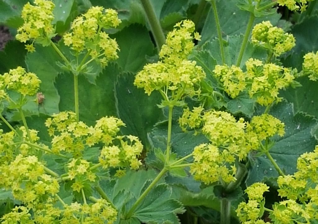 Frauenmantel, Alchemilla