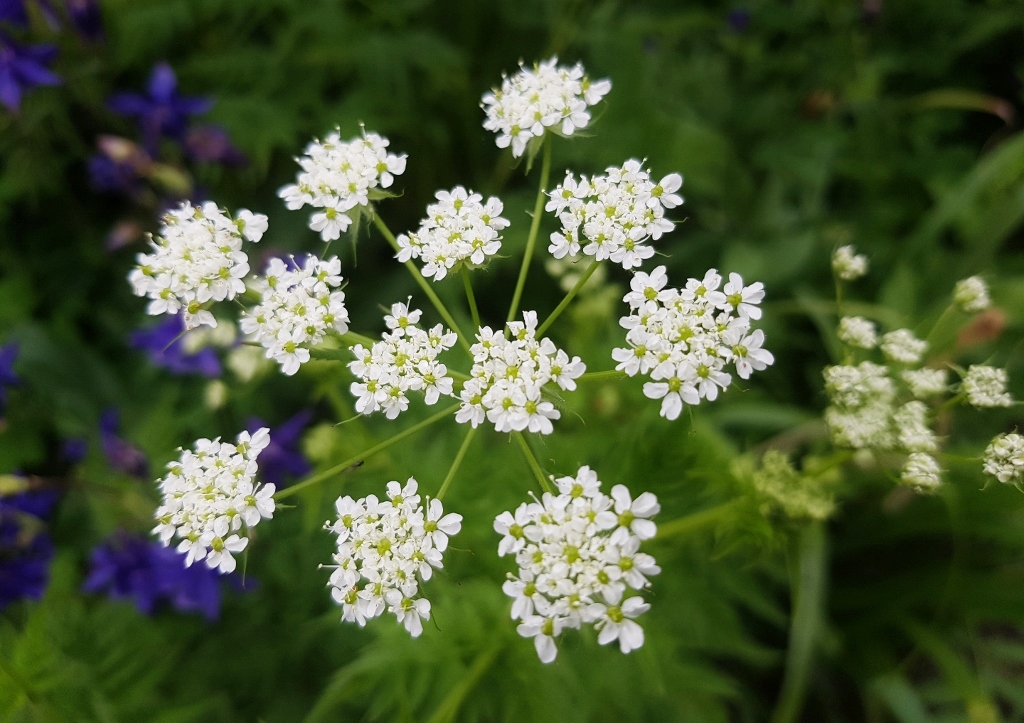 Echter Kümmel, Carum carvi, Blüte