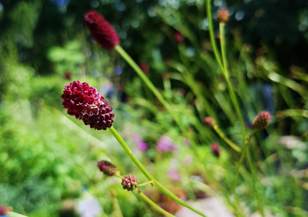Pimpinelle, Pimpernelle, Wiesenknopf, kleiner Wiesenknopf, kleine Pimpinelle, Sanguisorba, Sanguisorma minor