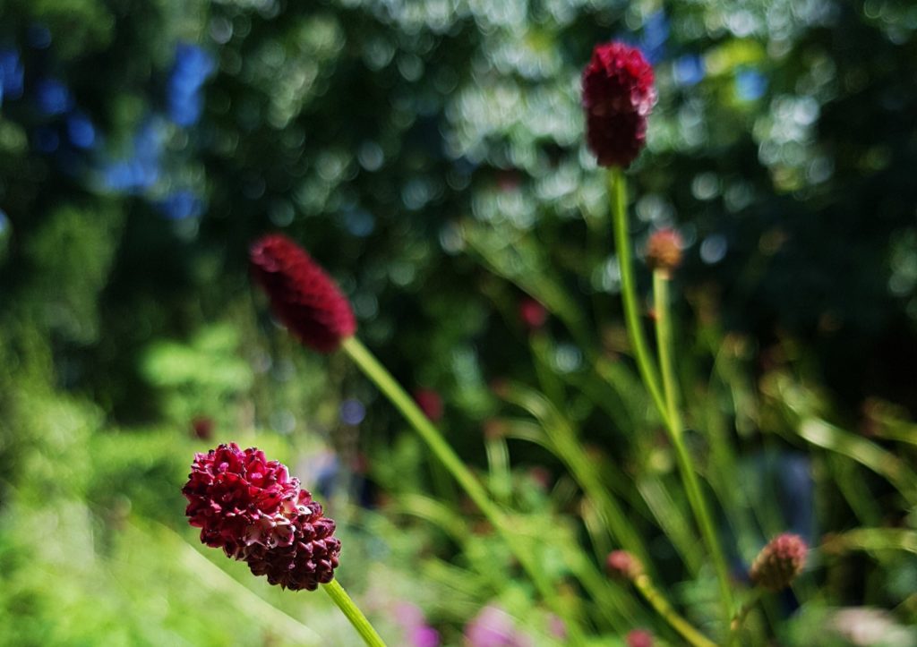 Pimpinelle, Pimpernelle, Wiesenknopf, kleiner Wiesenknopf, kleine Pimpinelle, Sanguisorba, Sanguisorma minor