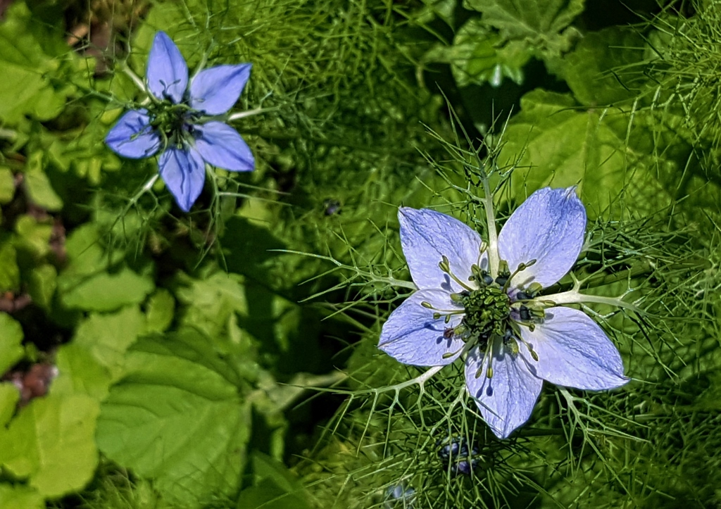 Schwarzkümmel, Nigella sativa