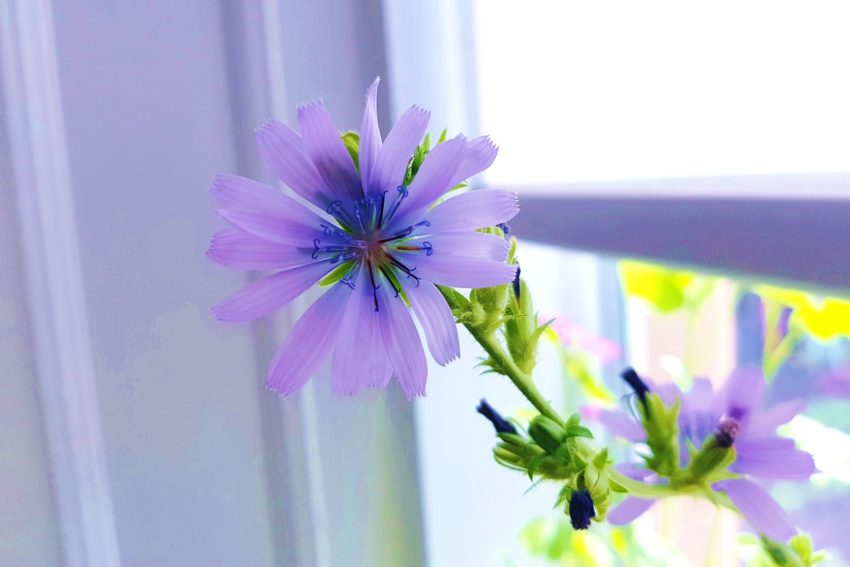 Wegwarte, Zichorie, Cichorium, Gemeine Wegwarte, Cichorium intybus