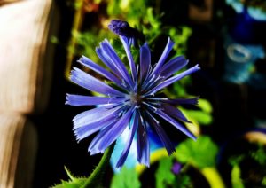 Wegwarte, Zichorie, Cichorium, Gemeine Wegwarte, Cichorium intybus