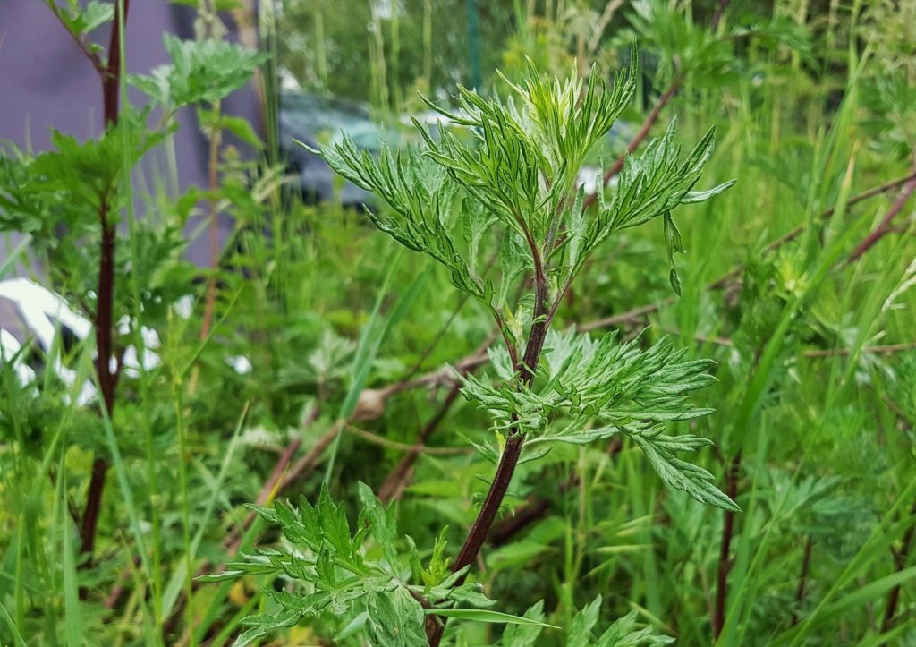 Gemeiner Beifuß (Artemisia vulgaris)