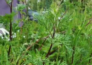 Gemeiner Beifuß (Artemisia vulgaris)