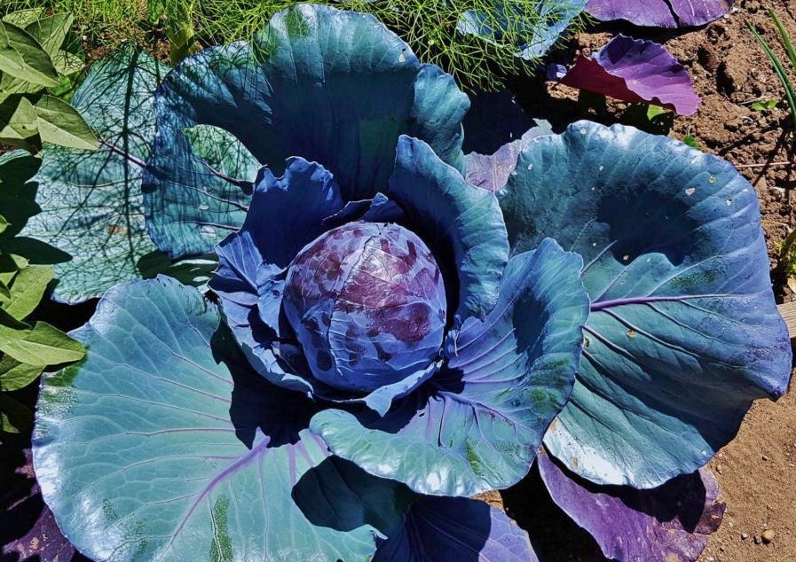 Rotkohl, Blaukraut, Kohlbeet, Brassica oleracea convar. capitata var. rubra