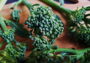 Brokkoli, Broccoli, Brassica oleracea, Brokkoli Apollo