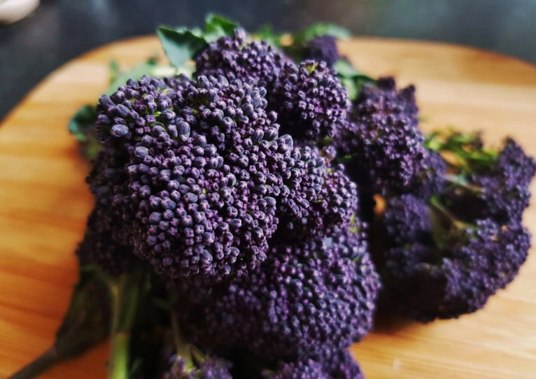 Brokkoli, Broccoli, Brassica oleracea, Lila Brokkoli, Purple Sprouting Early