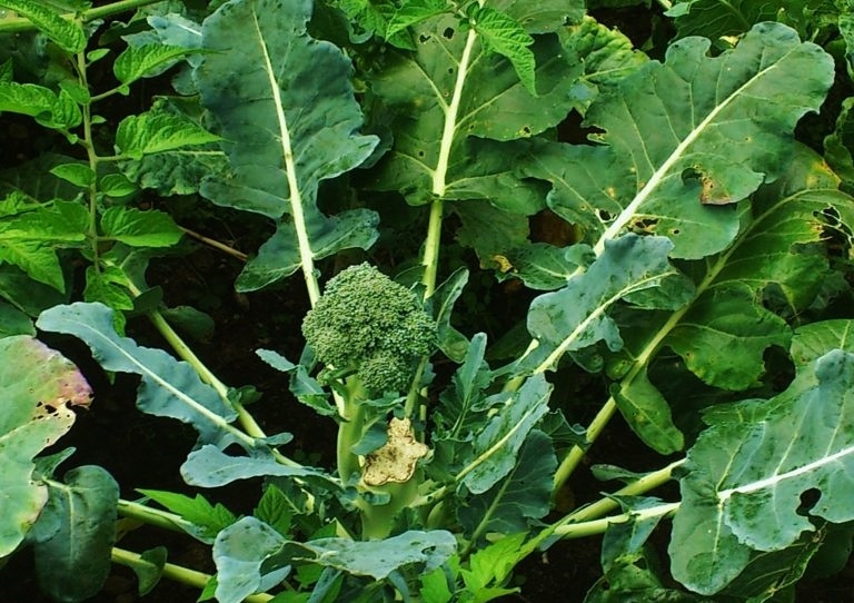 Brokkoli, Broccoli, Brassica oleracea