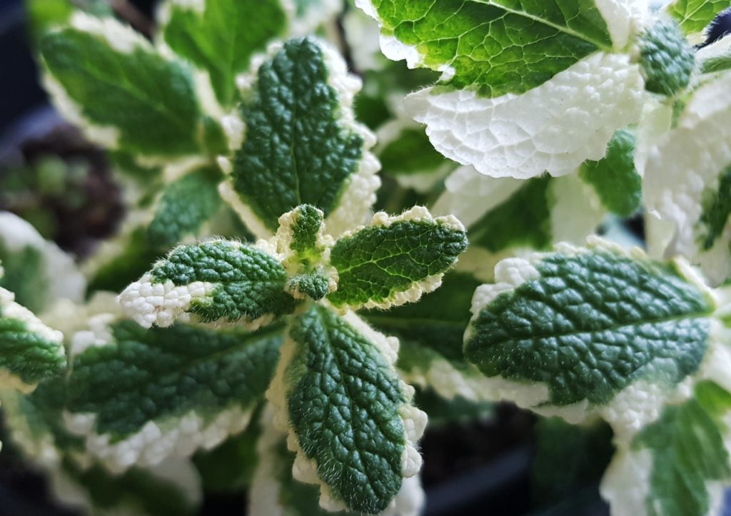 Buntblättrige Garten-Minze (Mentha x rotundifolia Variegata), Ananas-Minze