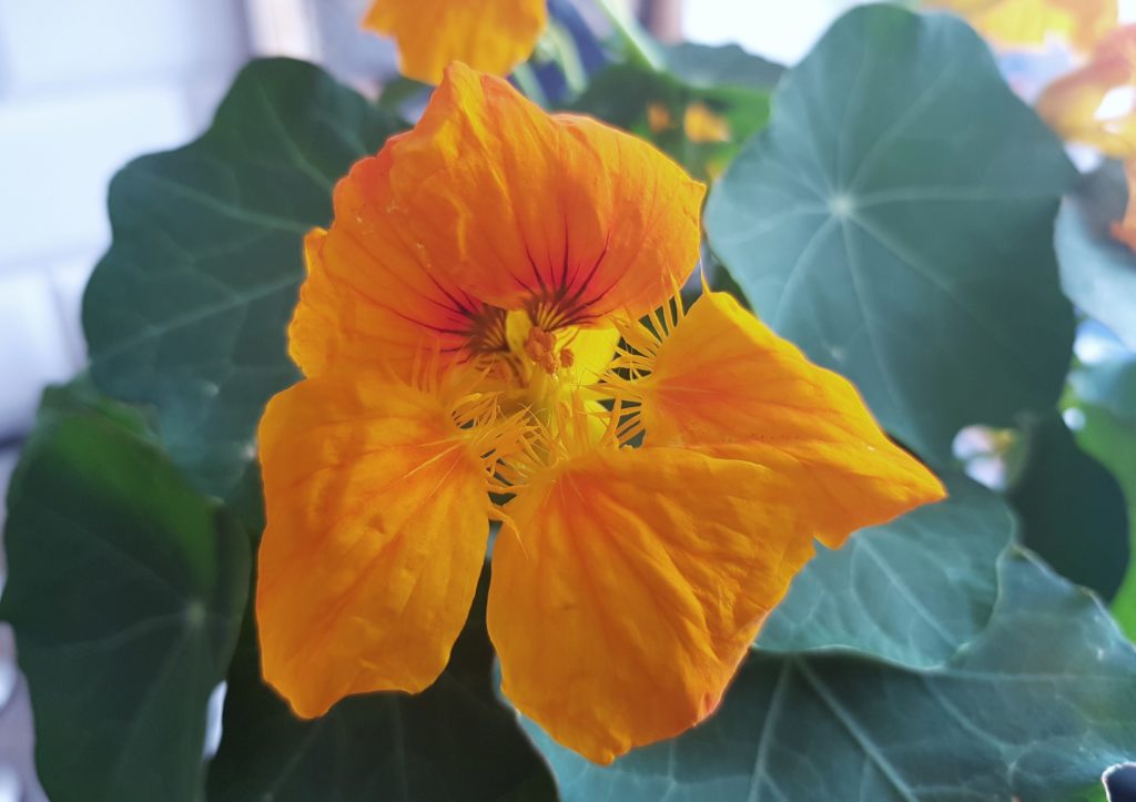 Gelbe Kapuzinerkresse (Tropaeolum majus)