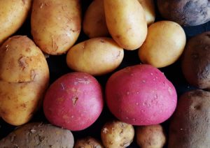 Kartoffel, Kartoffeln, Solanum tuberosum, Kartoffel Sorten