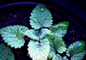 junge Katzenminze (Nepeta)