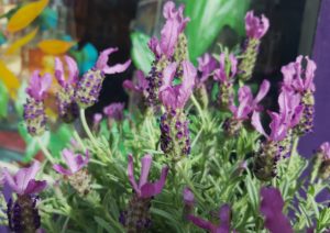 Schopf-Lavendel (Lavandula stoechas)