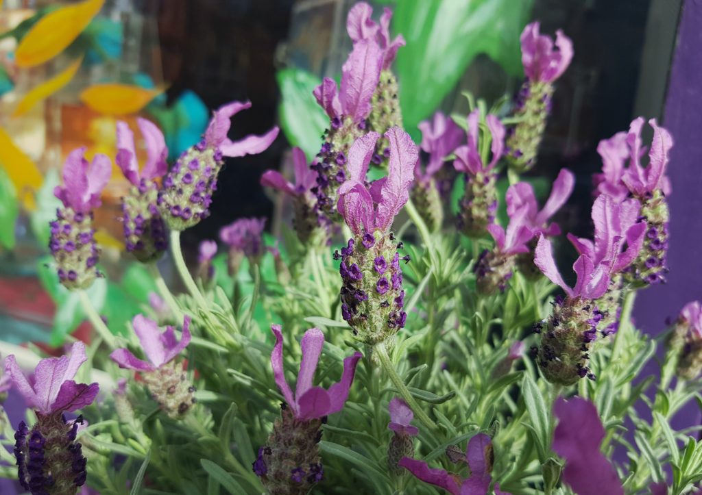 Schopf-Lavendel (Lavandula stoechas)
