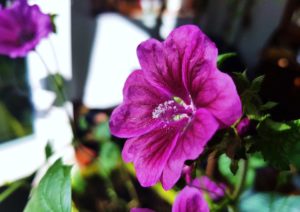 Malve (Malva), Mellow, Marshmellow