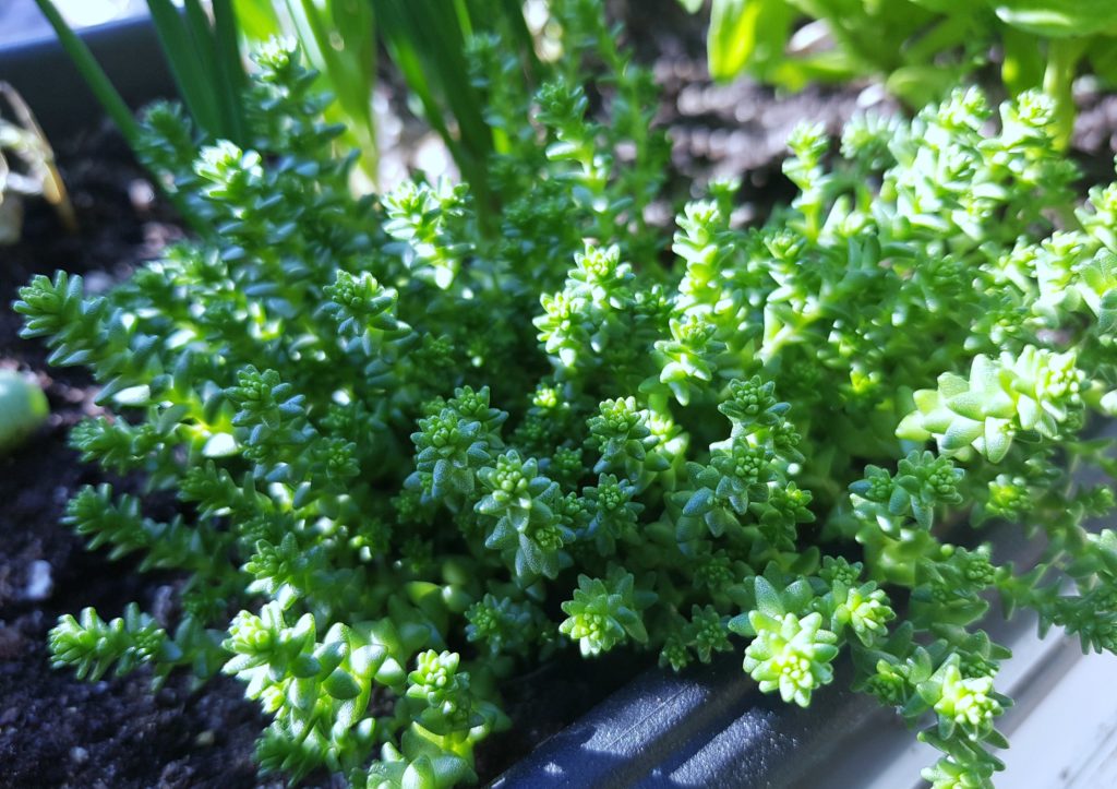 Mauerpfeffer (Sedum), Fetthenne