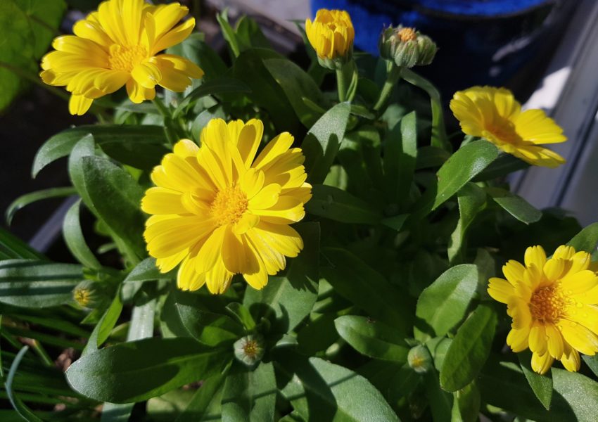 Ringelblumen, Ringelblume, Calendula