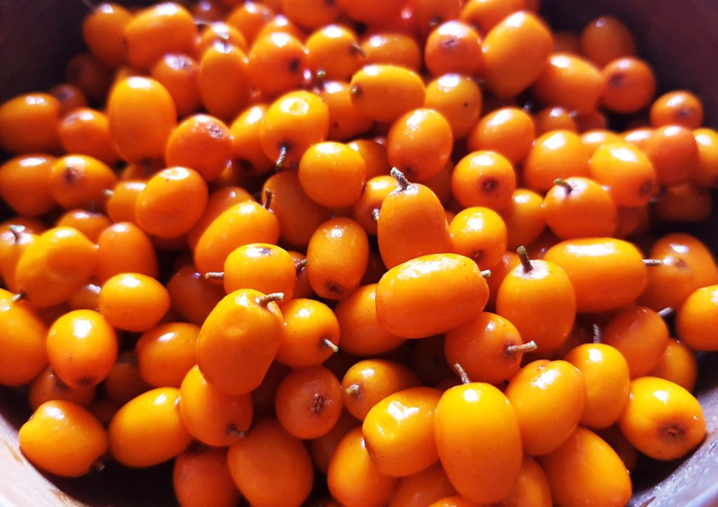 Sanddorn, Hippophae rhamnoides