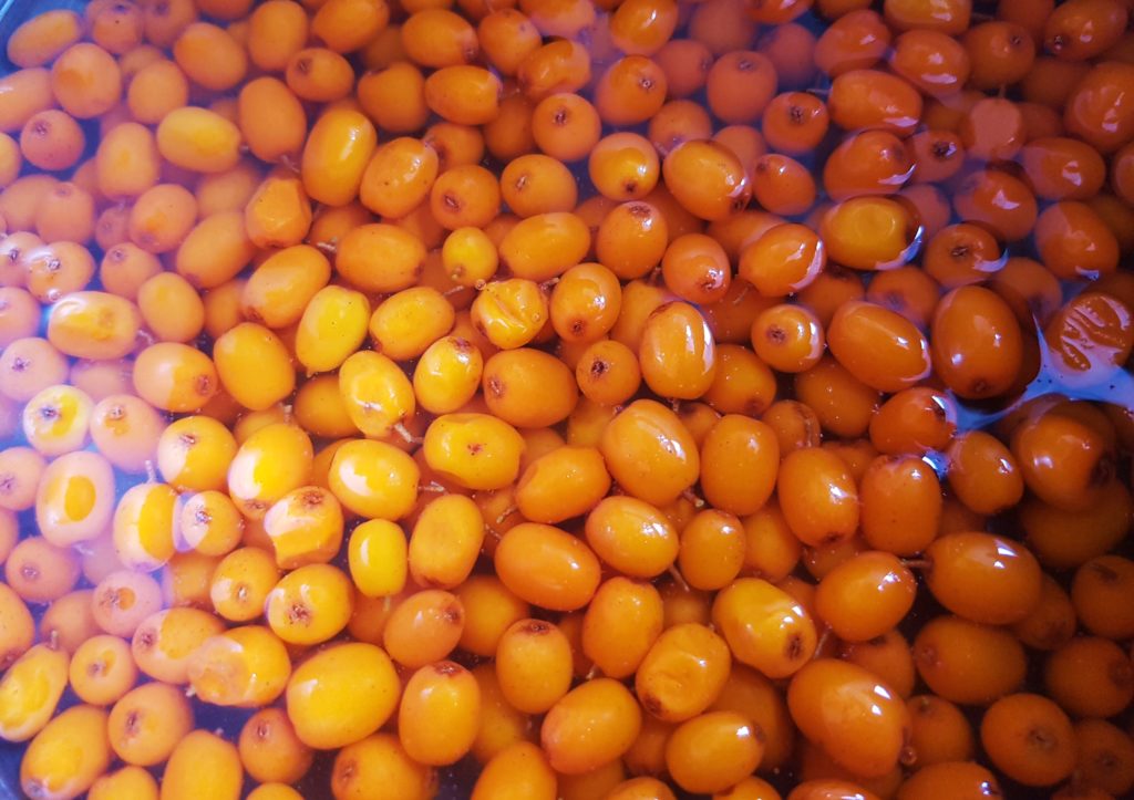 Sanddorn, Hippophae rhamnoides