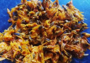 Sanddorn, Hippophae rhamnoides, Presskuchen