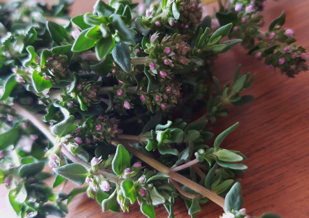 blühender Thymian (Thymus)