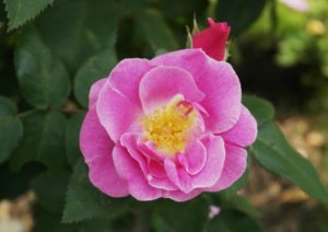 Hundsrose, Rosa canina