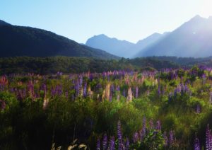 Lupine, Lupinen, Lupinenfeld, Lupinus, Wolfsbohne, Lupinenbohne, Feigbohne