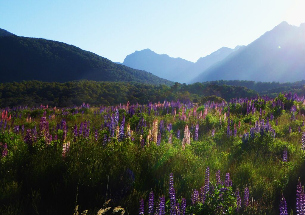 Lupine, Lupinen, Lupinenfeld, Lupinus, Wolfsbohne, Lupinenbohne, Feigbohne