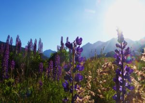 Lupine, Lupinen, Lupinus, Lupinenfeld