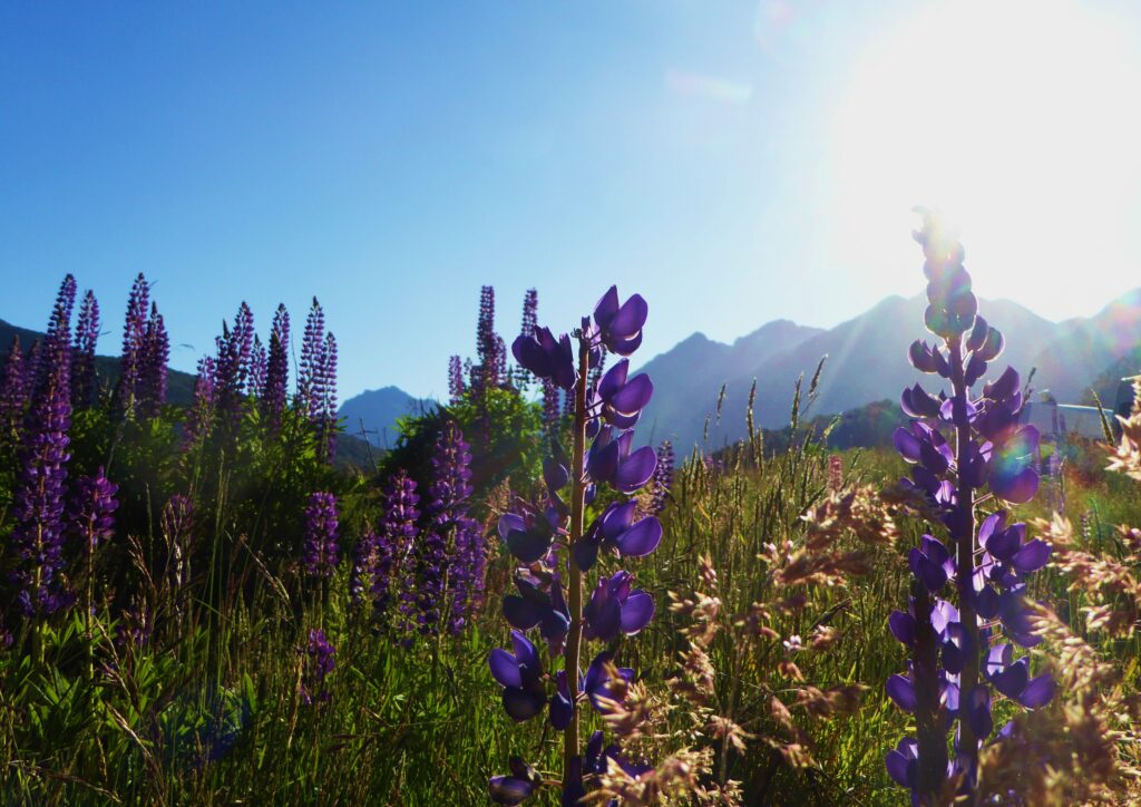 Lupine, Lupinen, Lupinus, Lupinenfeld