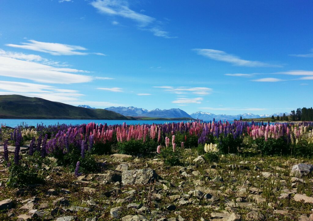 Lupine, Lupinen, Lupinenfeld, Lupinus, Wolfsbohne, Lupinenbohne, Feigbohne