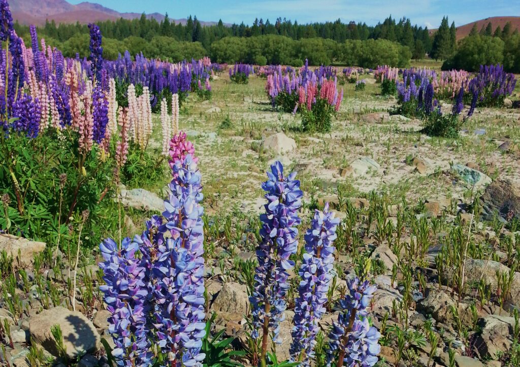 Lupine, Lupinen, Lupinenfeld, Lupinus, Wolfsbohne, Lupinenbohne, Feigbohne