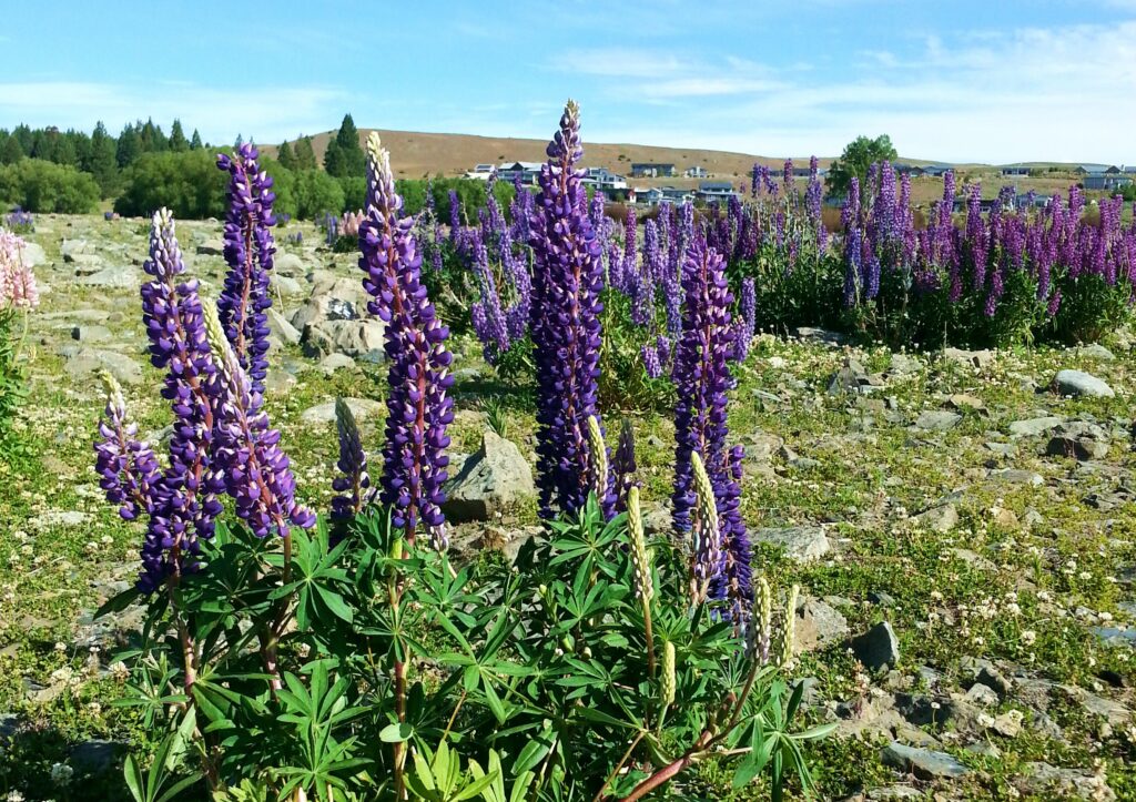 Lupine, Lupinen, Lupinenfeld, Lupinus, Wolfsbohne, Lupinenbohne, Feigbohne