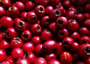 Weißdorn, Hagedorn, Weißdornfrüchte, Mehlbeeren