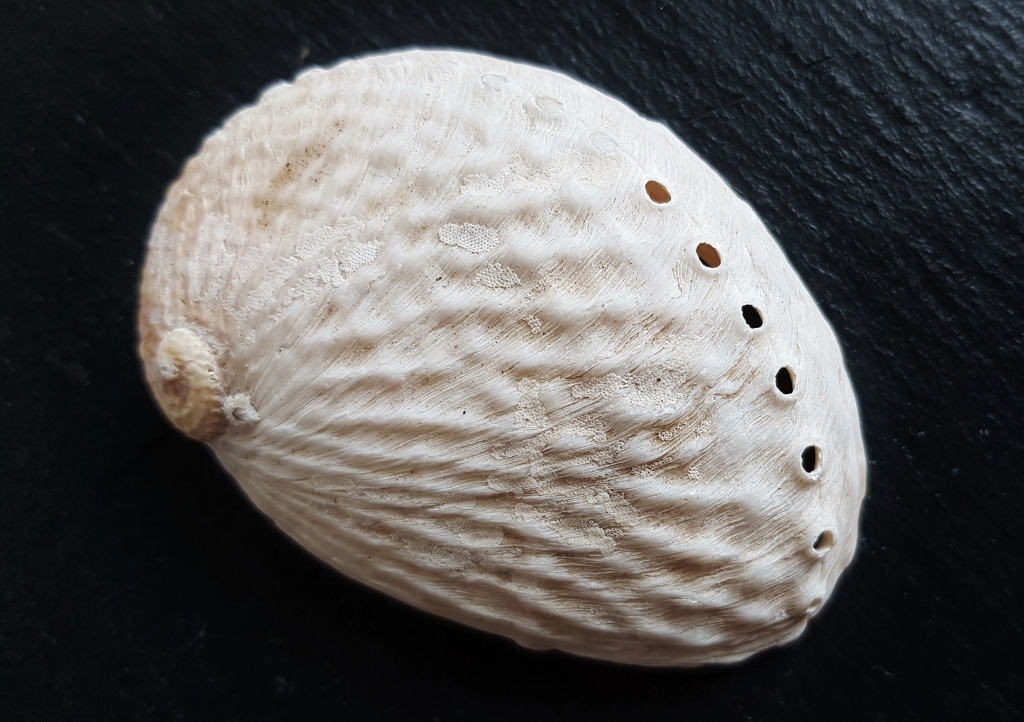 Naturkosmetik, Wellness, Spa, Muschel, Muschelschale, Meer
