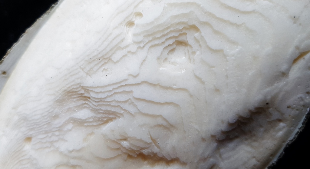 Naturkosmetik, Wellness, Spa, Sepia, Tintenfisch, Squid, Kraken