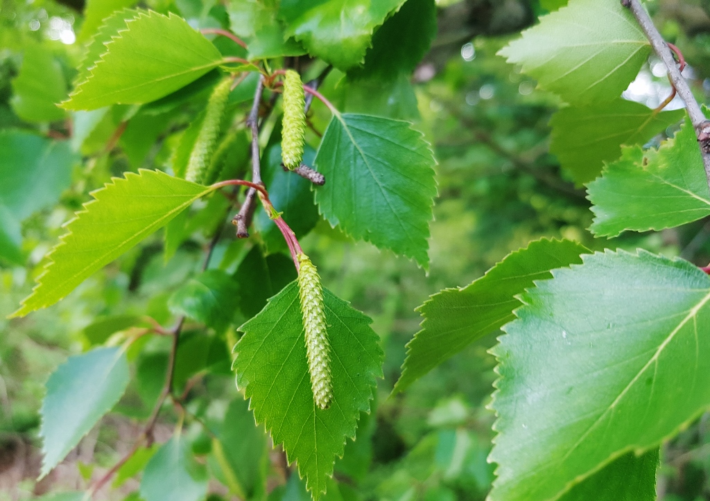 Birke, Betula, Betulaceae, Birkengewächse