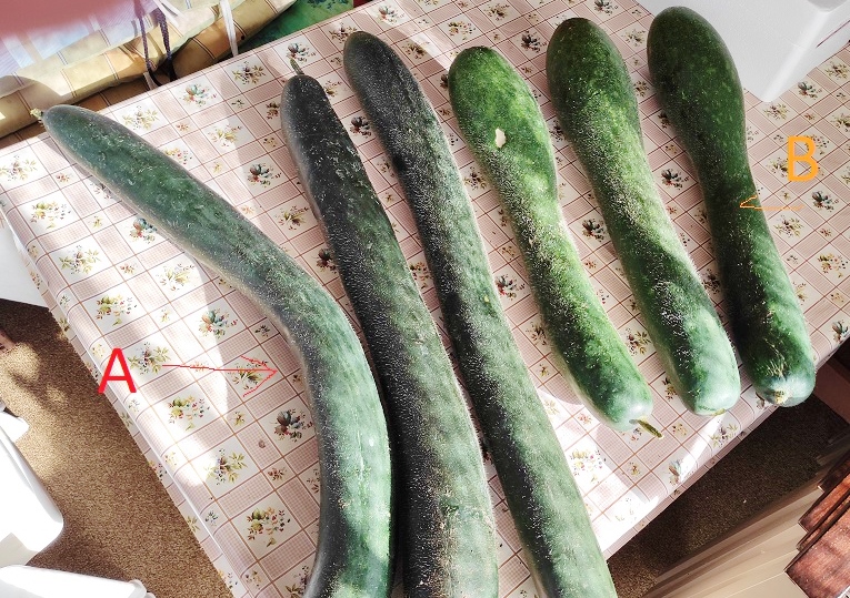 Cucuzza, Lagenaria, Lagenaria siceraria