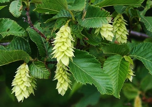 Hopfenbuche, Ostrya, Birkengewächse, Betulaceae